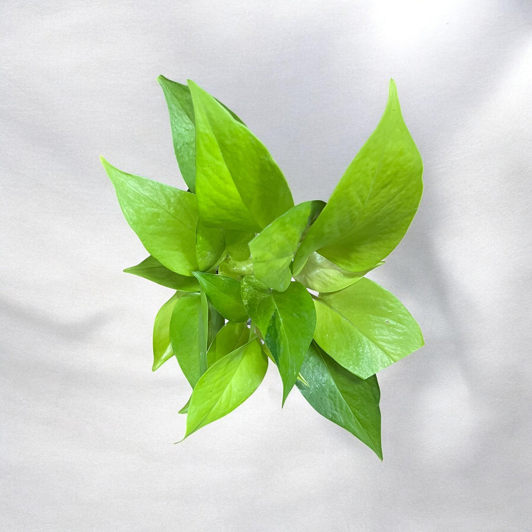Mother's Love Golden Pothos