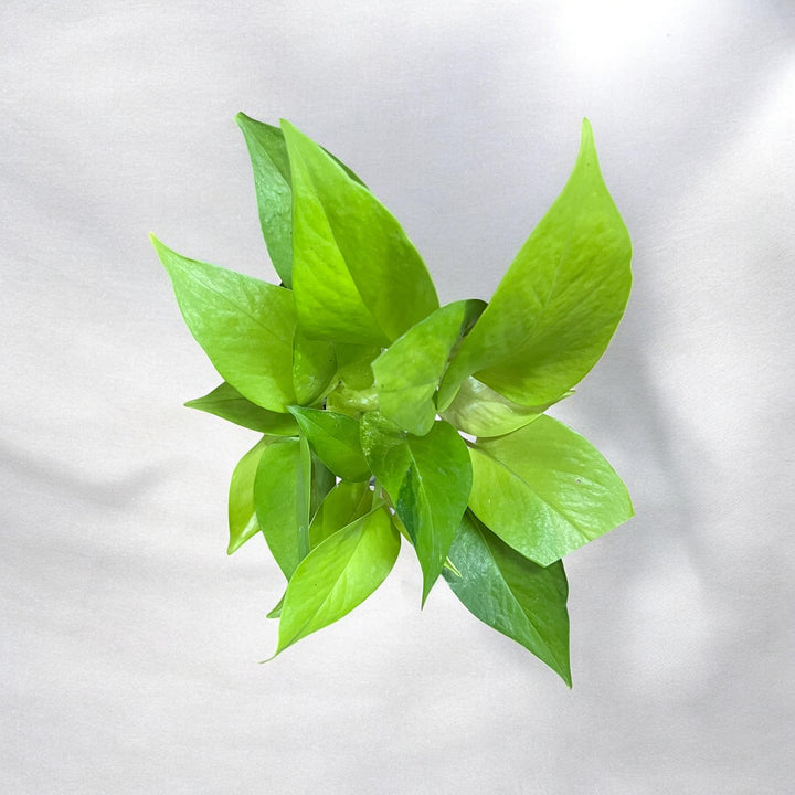Mother's Love Golden Pothos