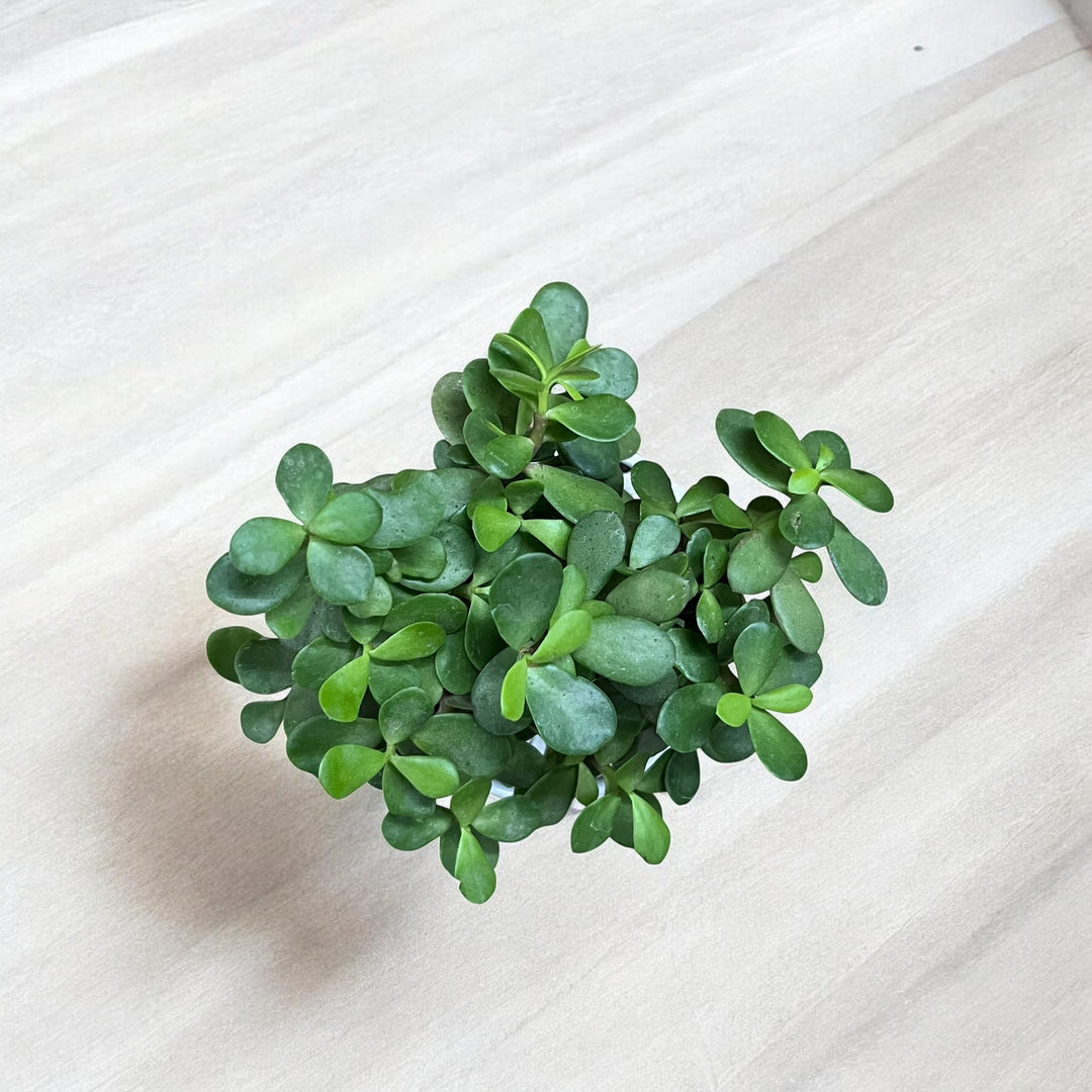 Mother's Day Photo Planter with Lucky Jade Plant