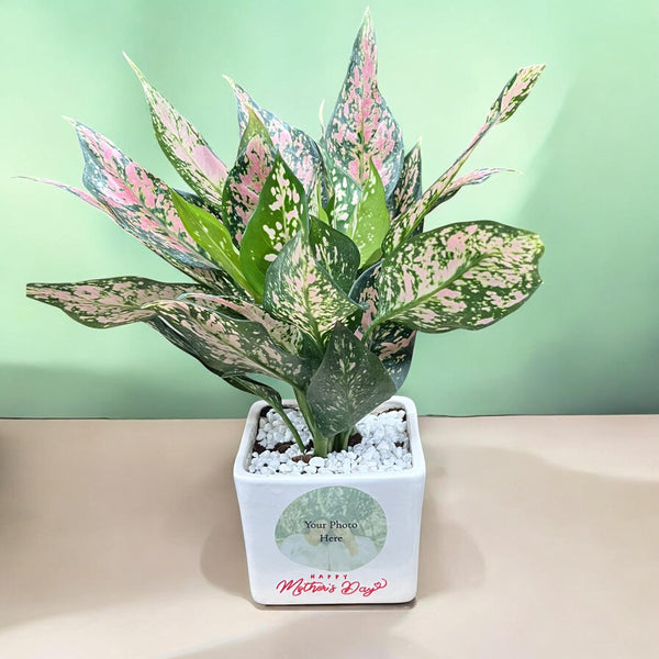 Mom's Love Photo Planter with Pink Aglaonema Dalmation (Med)