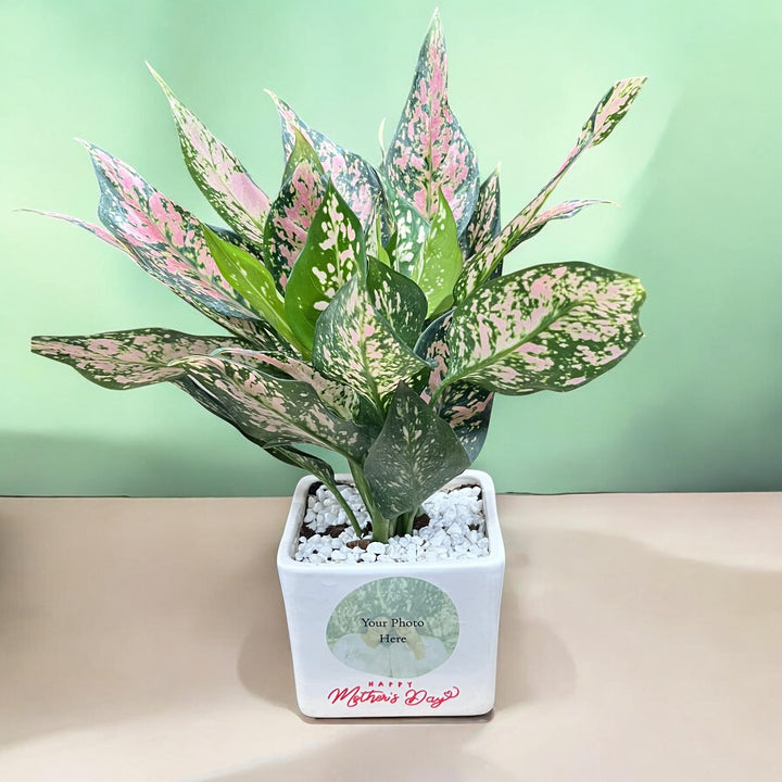 Mom's Love Photo Planter with Pink Aglaonema Dalmation (Med)