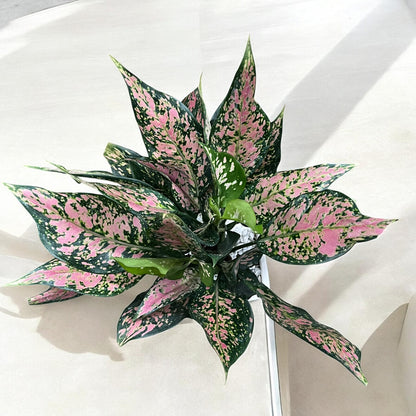 Mom's Love Photo Planter with Pink Aglaonema Dalmation (Med)