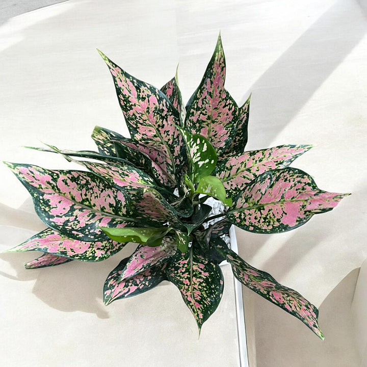 Mom's Love Photo Planter with Pink Aglaonema Dalmation (Med)