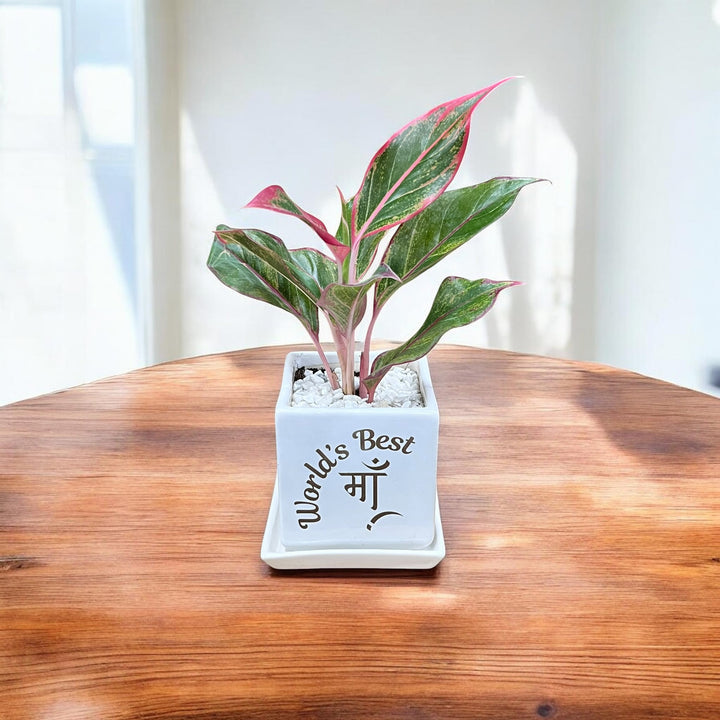 World's Best Maa Planter with Red Aglaonema (S)