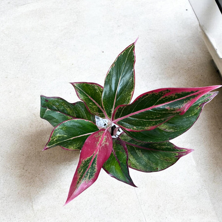 World's Best Maa Planter with Red Aglaonema (S)