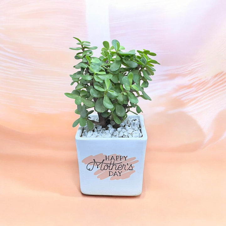 Mother's Day Mini Square with Jade Plant