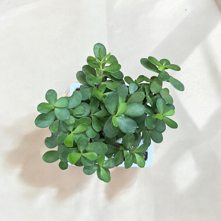 Mother's Day Mini Square with Jade Plant