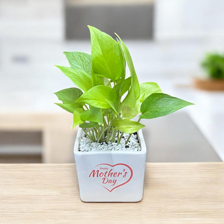 Mother's Love Medium Square Planter with Golden Pothos