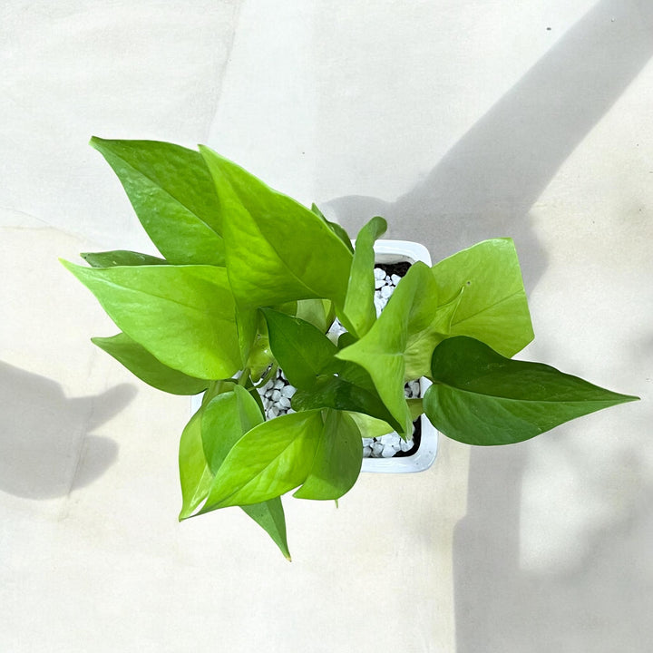 Mother's Love Medium Square Planter with Golden Pothos