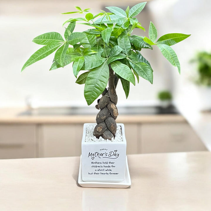 Good Fortune Money Tree in Mother's Day Planter with Tray