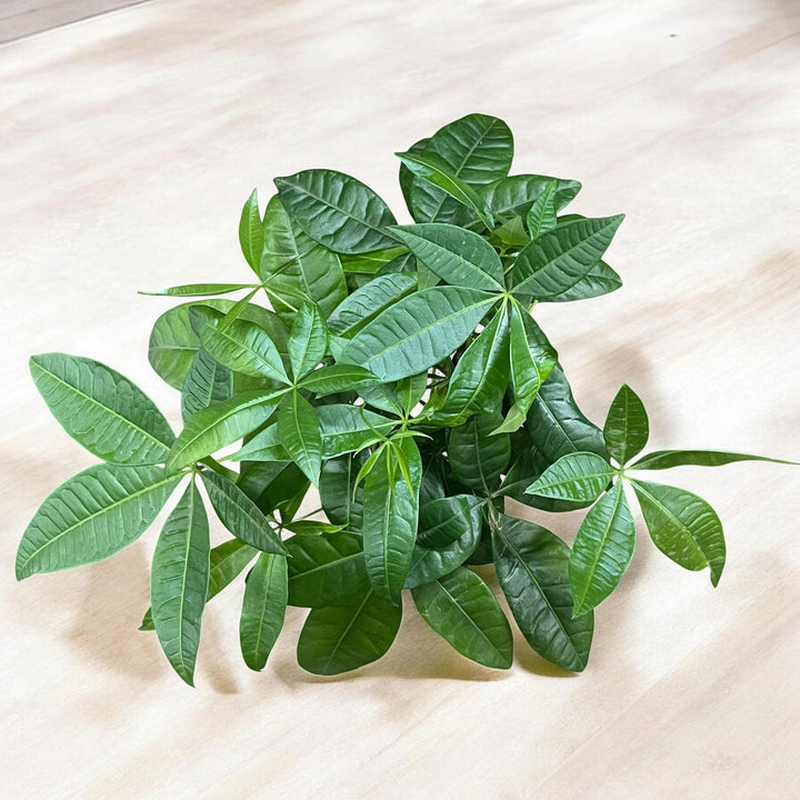 Good Fortune Money Tree in Mother's Day Planter with Tray