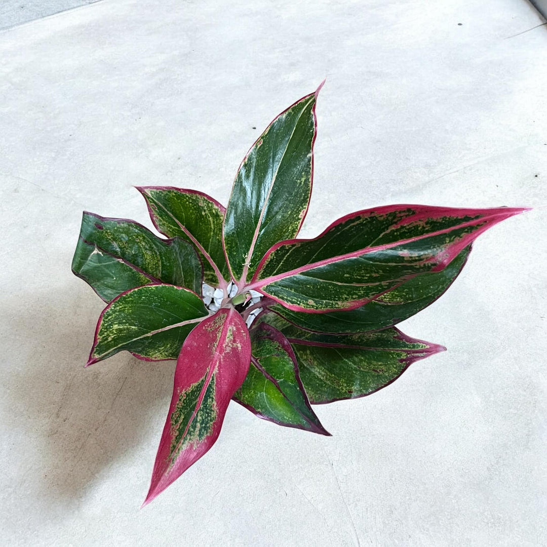 Mother's Day Photo Planter with Red Aglaonema
