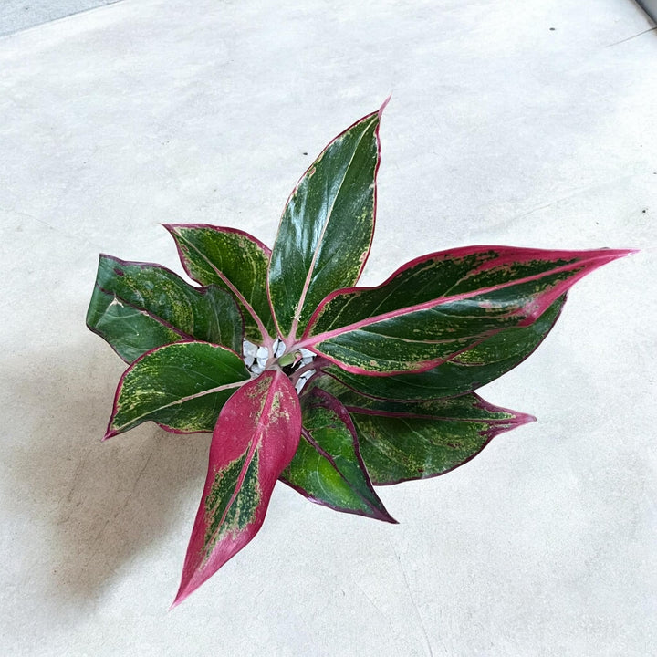 Mother's Day Photo Planter with Red Aglaonema