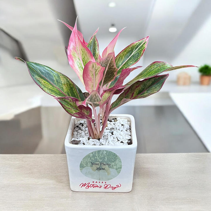 Mom's Love Photo Planter with Red Aglaonema (Med)
