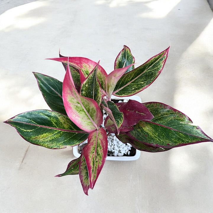 Mom's Love Photo Planter with Red Aglaonema (Med)