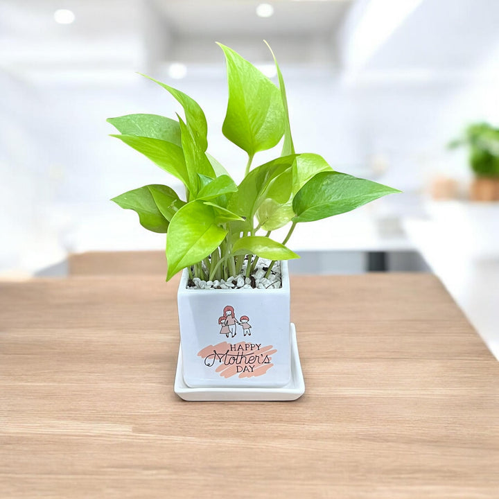 Mother's Guidance Golden Pothos Plant