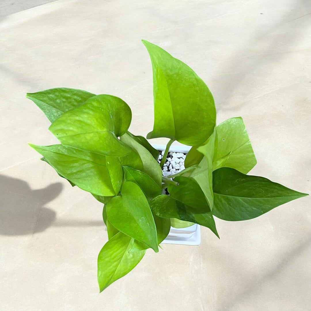 Mother's Guidance Golden Pothos Plant