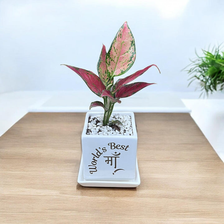 World's Best Maa Planter with Pink Aglaonema Dalmation (S)