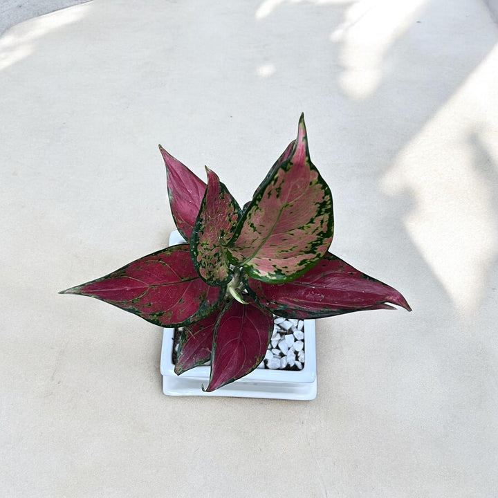 World's Best Maa Planter with Pink Aglaonema Dalmation (S)