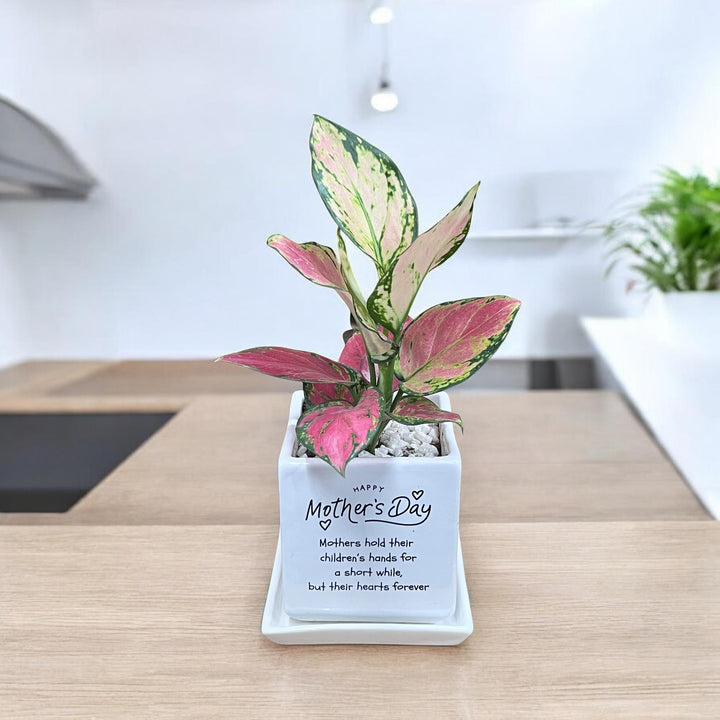 Mother's Day Planter with Pink Aglaonema Valentine
