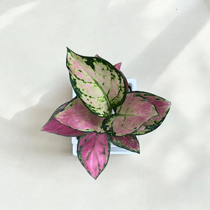 Mother's Day Planter with Pink Aglaonema Valentine