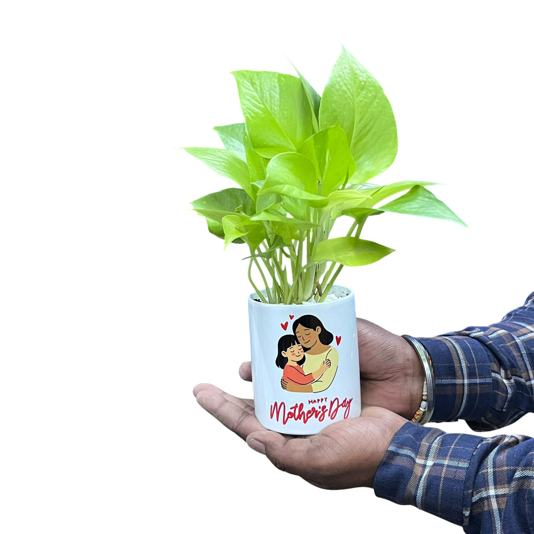 Mother's Love Golden Pothos