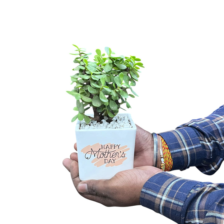 Mother's Day Mini Square with Jade Plant