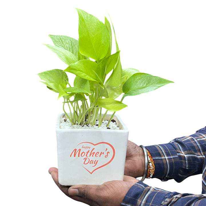 Mother's Love Medium Square Planter with Golden Pothos