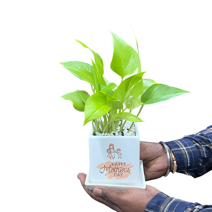 Mother's Guidance Golden Pothos Plant